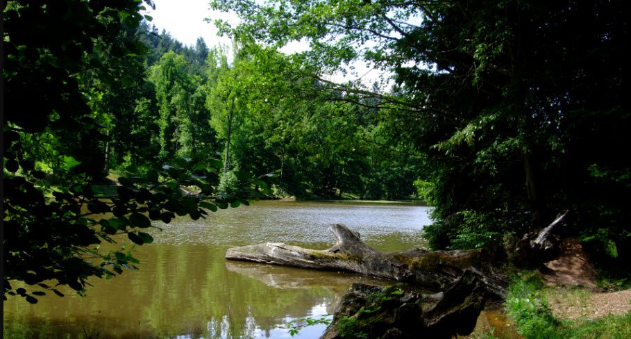 Arboretum de Pézanin, Dompierre-les-Ormes, France, France